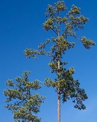 Loblolly pine live for sale  Delivered anywhere in USA 