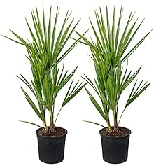 Chamaerops humilis palma usato  Spedito ovunque in Italia 