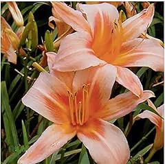 Pink daylily bare for sale  Delivered anywhere in USA 