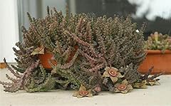 Portal cool stapelia usato  Spedito ovunque in Italia 
