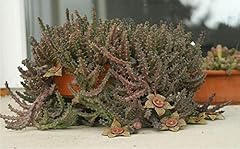 Stapelia orbea red d'occasion  Livré partout en France