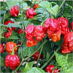 Hot chilli pepper for sale  Delivered anywhere in UK
