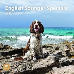 2025 english springer for sale  Delivered anywhere in USA 