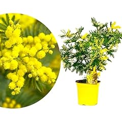 Rangerie wintermimose busch gebraucht kaufen  Wird an jeden Ort in Deutschland