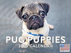 Pug calendar 2024 for sale  Delivered anywhere in USA 