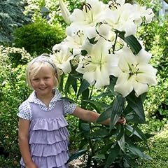 Lilien zwiebeln winterhart gebraucht kaufen  Wird an jeden Ort in Deutschland