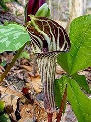 Jack pulpit arisaema for sale  Delivered anywhere in USA 