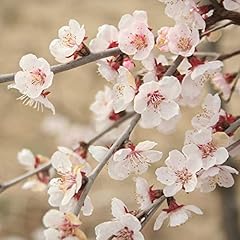Yougarden kojo mai for sale  Delivered anywhere in UK