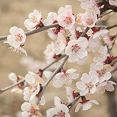 Garden ornamental prunus for sale  Delivered anywhere in UK