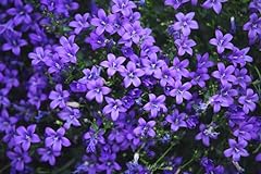 Campanula bavarian blue for sale  Delivered anywhere in Ireland