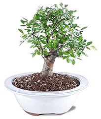 Flowers chinese elm for sale  Delivered anywhere in USA 