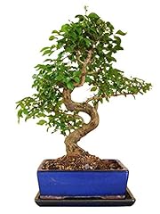 Genki bonsai chinesischer gebraucht kaufen  Wird an jeden Ort in Deutschland