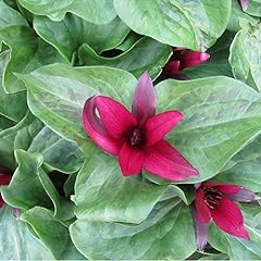 Plant seeds trillium for sale  Delivered anywhere in Ireland
