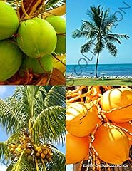 Yellow green coconut for sale  Delivered anywhere in USA 