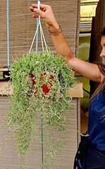 Powers flowers barba usato  Spedito ovunque in Italia 