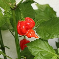 Trinidad scorpion red for sale  Delivered anywhere in UK