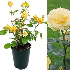 Carbeth plants rose for sale  Delivered anywhere in UK