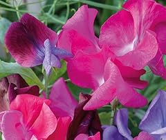 Sweet pea antique for sale  Delivered anywhere in UK