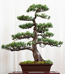 Seedeo bonsai anzuchtset gebraucht kaufen  Wird an jeden Ort in Deutschland