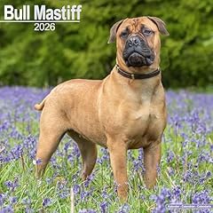 Bull mastiff 2026 for sale  Delivered anywhere in UK