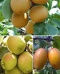 Mixed pear fruit for sale  Delivered anywhere in USA 