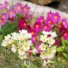 Primrose crescendo mix gebraucht kaufen  Wird an jeden Ort in Deutschland
