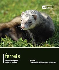 Ferrets pet friendly for sale  Delivered anywhere in Ireland