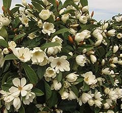 Direct plants magnolia for sale  Delivered anywhere in Ireland