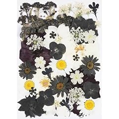 40pcs black dried for sale  Delivered anywhere in USA 