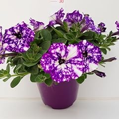 Surfinia viola fiore usato  Spedito ovunque in Italia 