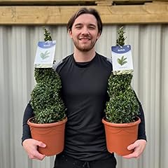 Buxus sempervirens buxus for sale  Delivered anywhere in UK