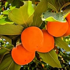 Feet persimmon tree for sale  Delivered anywhere in USA 