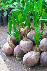 Coconut tree green for sale  Delivered anywhere in USA 