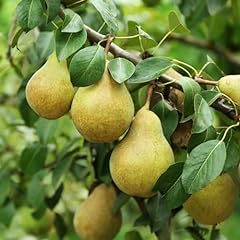 Common pear tree for sale  Delivered anywhere in USA 