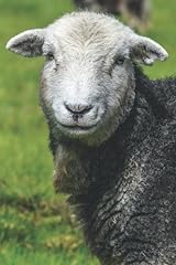 Herdwick sheep rural for sale  Delivered anywhere in UK