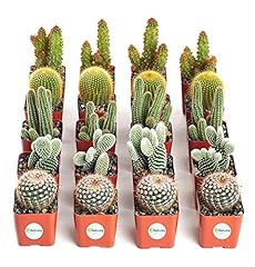 Shop succulents cool for sale  Delivered anywhere in USA 