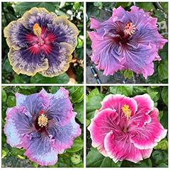 100 mixed hibiscus for sale  Delivered anywhere in USA 