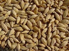 Barley lbs unhulled for sale  Delivered anywhere in USA 