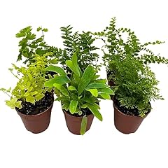 Bubbleblooms fern variety for sale  Delivered anywhere in USA 