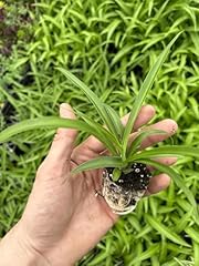 Live green spider for sale  Delivered anywhere in USA 