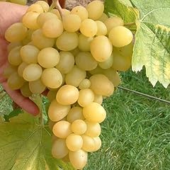 Weinrebe arkadia vitis gebraucht kaufen  Wird an jeden Ort in Deutschland