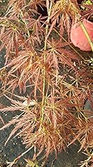 Acer palmatum dissectum d'occasion  Livré partout en France
