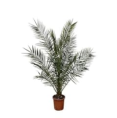 Phönix canariensis palma usato  Spedito ovunque in Italia 