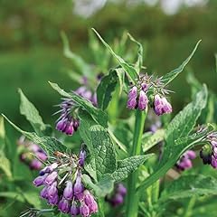 Gardeners kitchen comfrey for sale  Delivered anywhere in Ireland