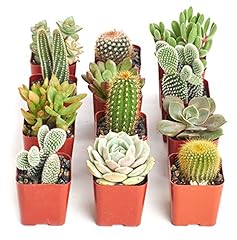 Shop succulents premium for sale  Delivered anywhere in USA 