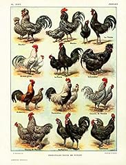 1922 vintage poules d'occasion  Livré partout en France
