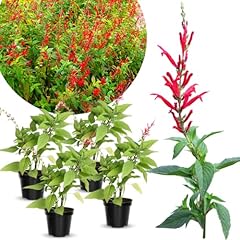 Vibrant sage salvia for sale  Delivered anywhere in USA 