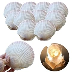 Scallop shells for gebraucht kaufen  Wird an jeden Ort in Deutschland