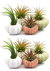 Urchin air plant for sale  Delivered anywhere in USA 