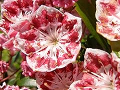 Mountain laurel white for sale  Delivered anywhere in USA 